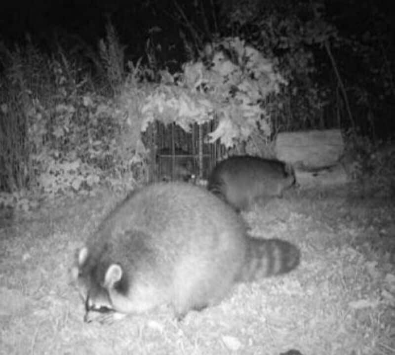 Two raccoons in a garden at night, one large and one small.