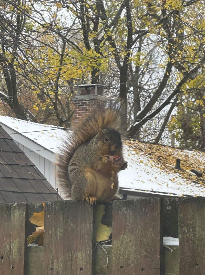 Squirrel on a fence with snow and autumn trees in background.