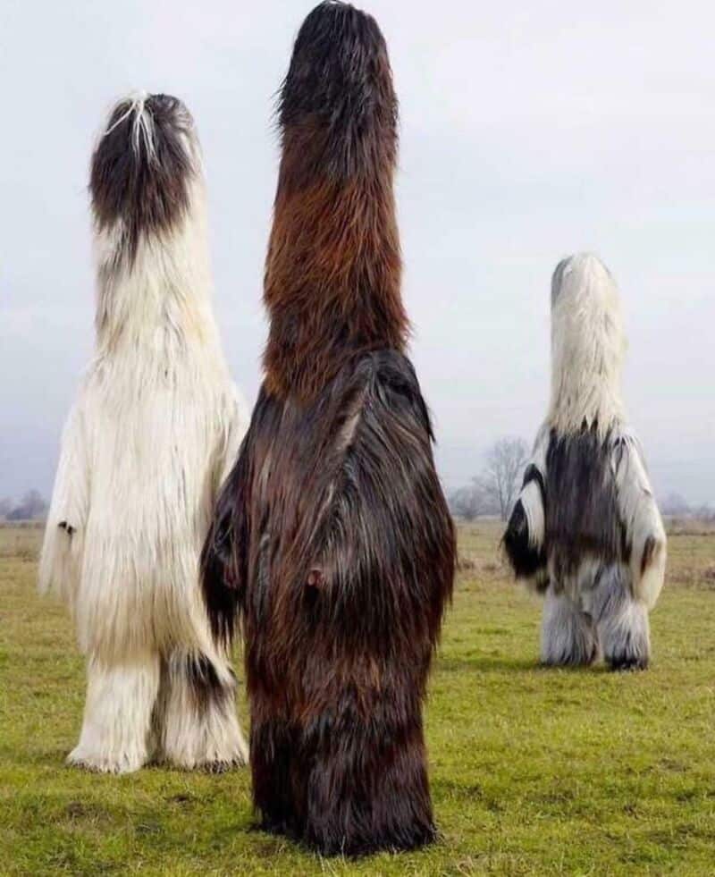 Three large, hairy animals standing on a grassy field, facing away.