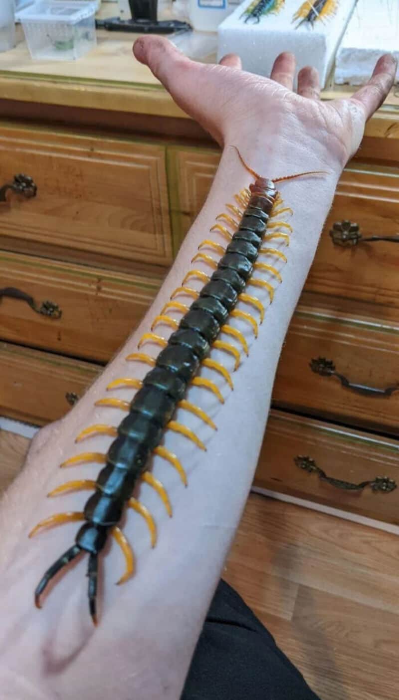 Giant centipede on a person's arm, showing its size and details.