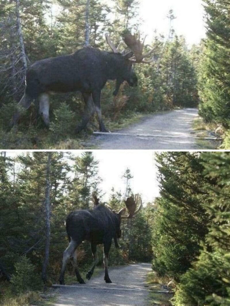 Comparison of a large moose and a smaller moose on a forest trail.