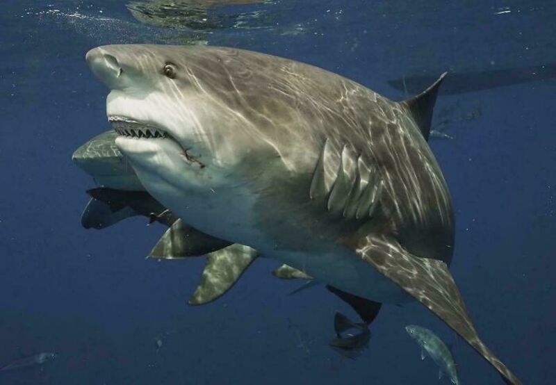 A large shark with a human-like mouth and teeth swimming underwater.
