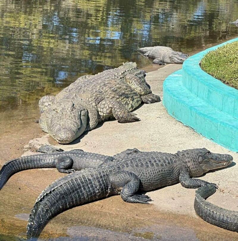 Group of crocodiles resting by water, some on land and one partially in water.