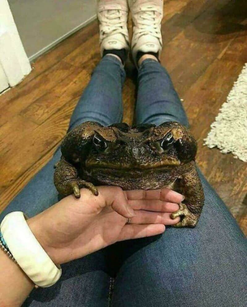 A large toad sitting on a person's hand, with the person's legs and shoes visible.