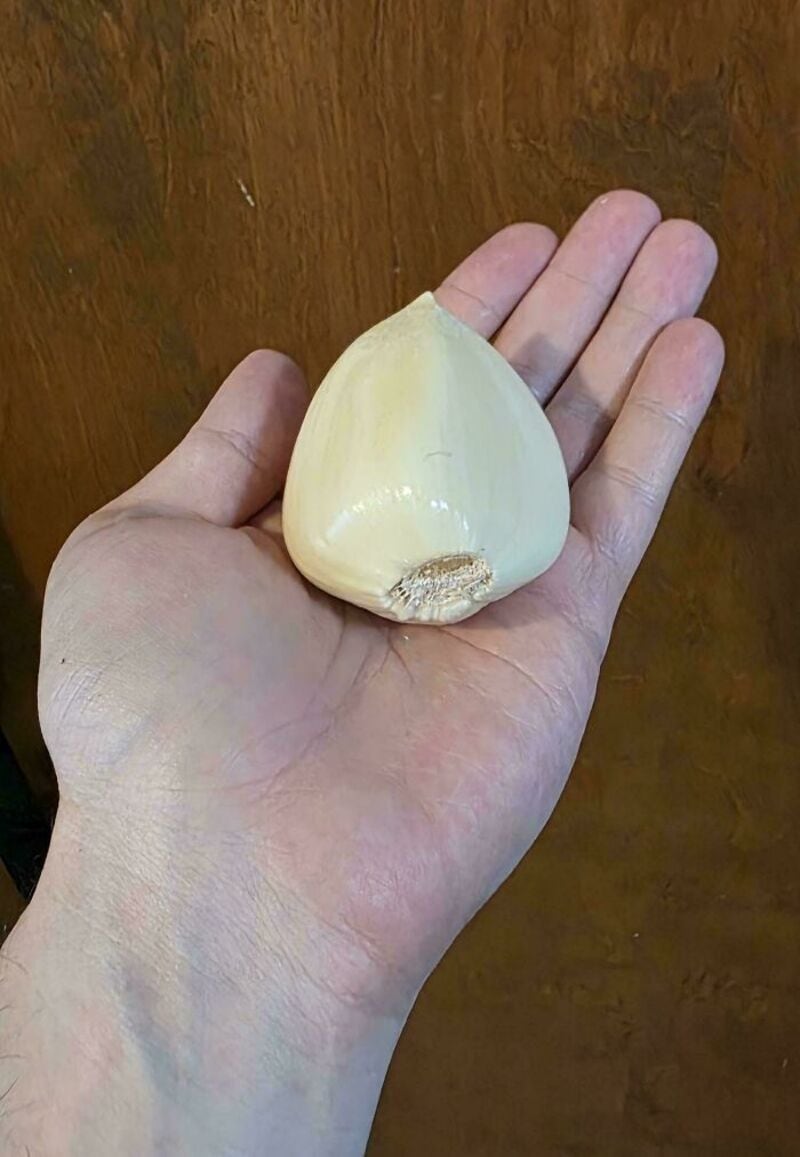 Large garlic bulb in hand against wooden background.