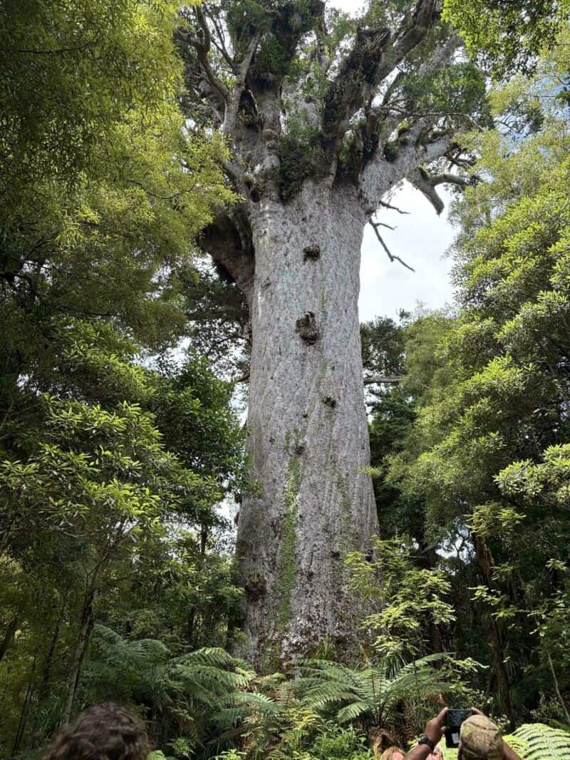 A massive, ancient tree with a thick trunk and sprawling branches in a forest.