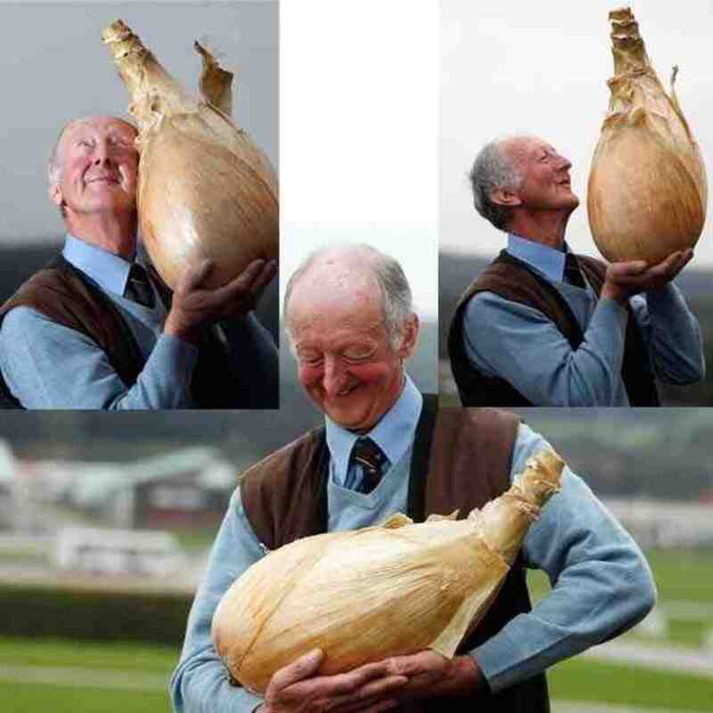 Elderly man holding a giant onion in three different poses.