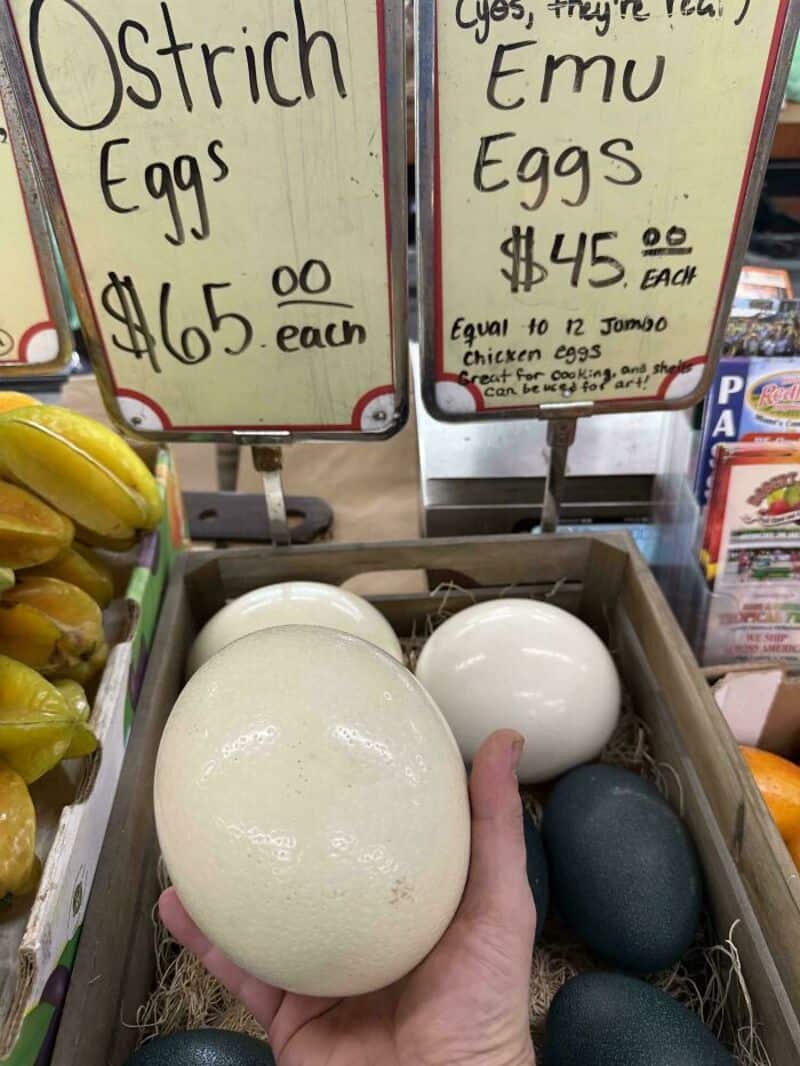 Ostrich eggs and Emu eggs for sale at a store, with prices and signs in the background.