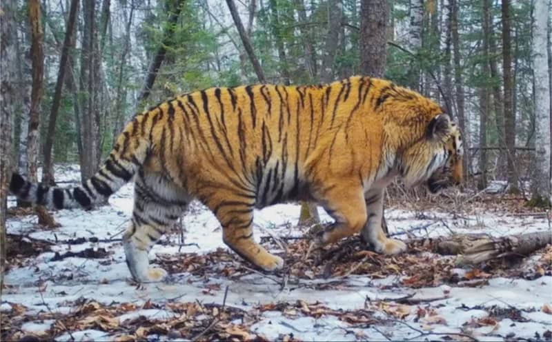 Tiger walking in a snowy forest with trees and fallen leaves.