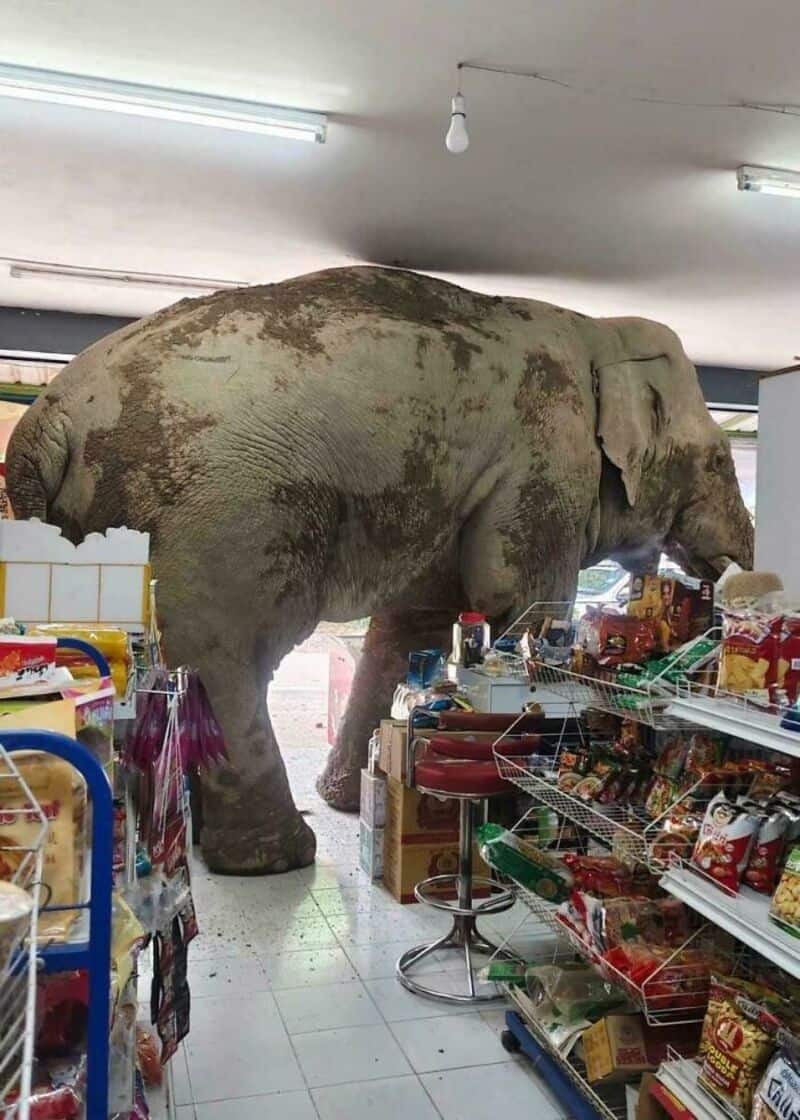 Elephant inside a store, surrounded by shelves of snacks and products.