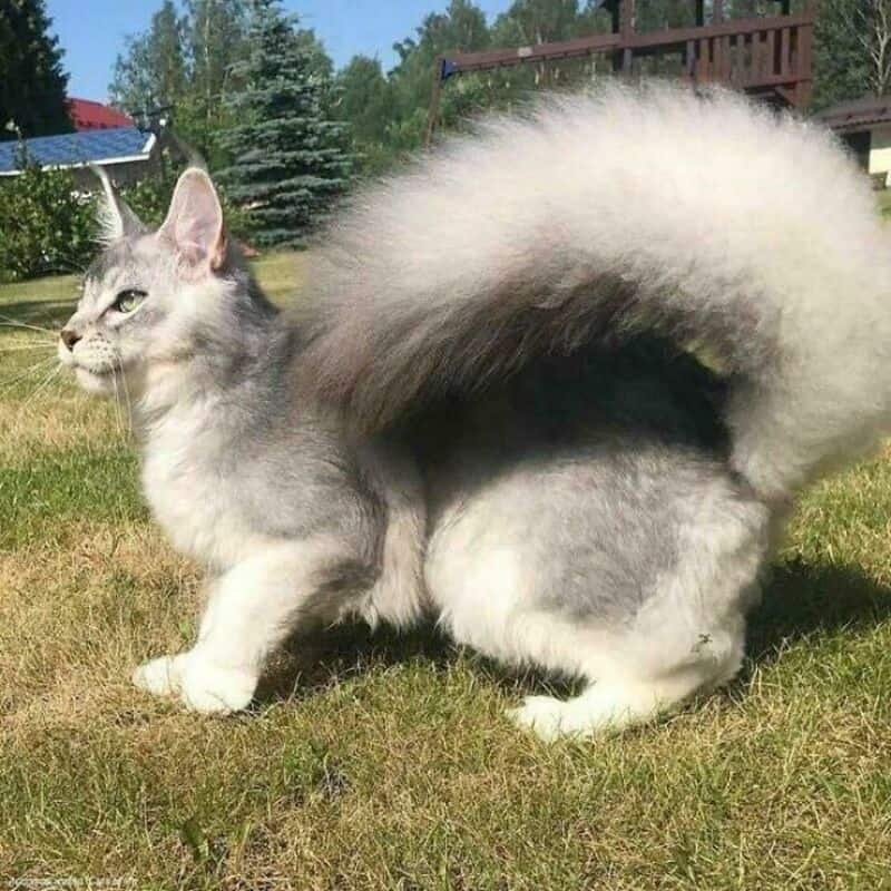A cat with a fluffy tail and a unique body shape standing on grass.