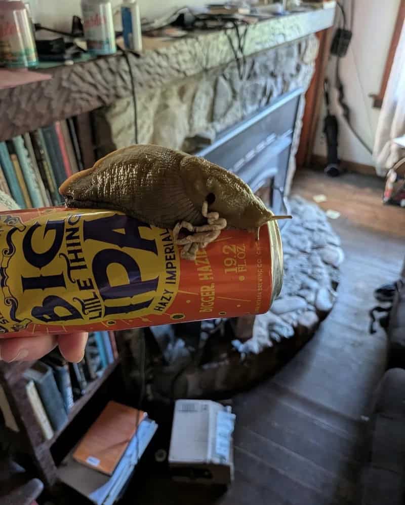 Large lizard on a can in a living room with books and fireplace.