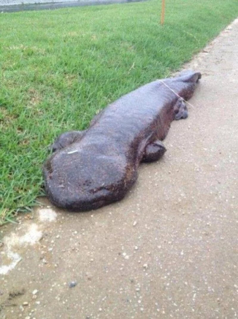 Large, flat, dark-colored rock resembling a crocodile lying on the sidewalk.