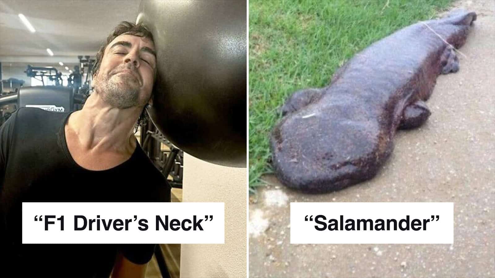 F1 Driver's Neck and a large salamander side by side.