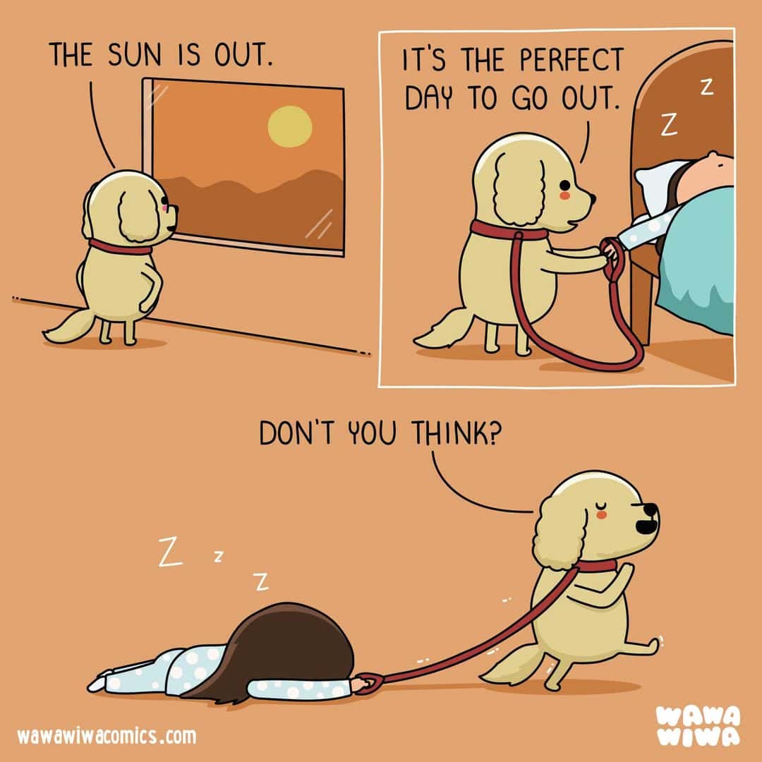Dog looking out window at sun, then helping owner get ready to go out, while another dog sleeps.