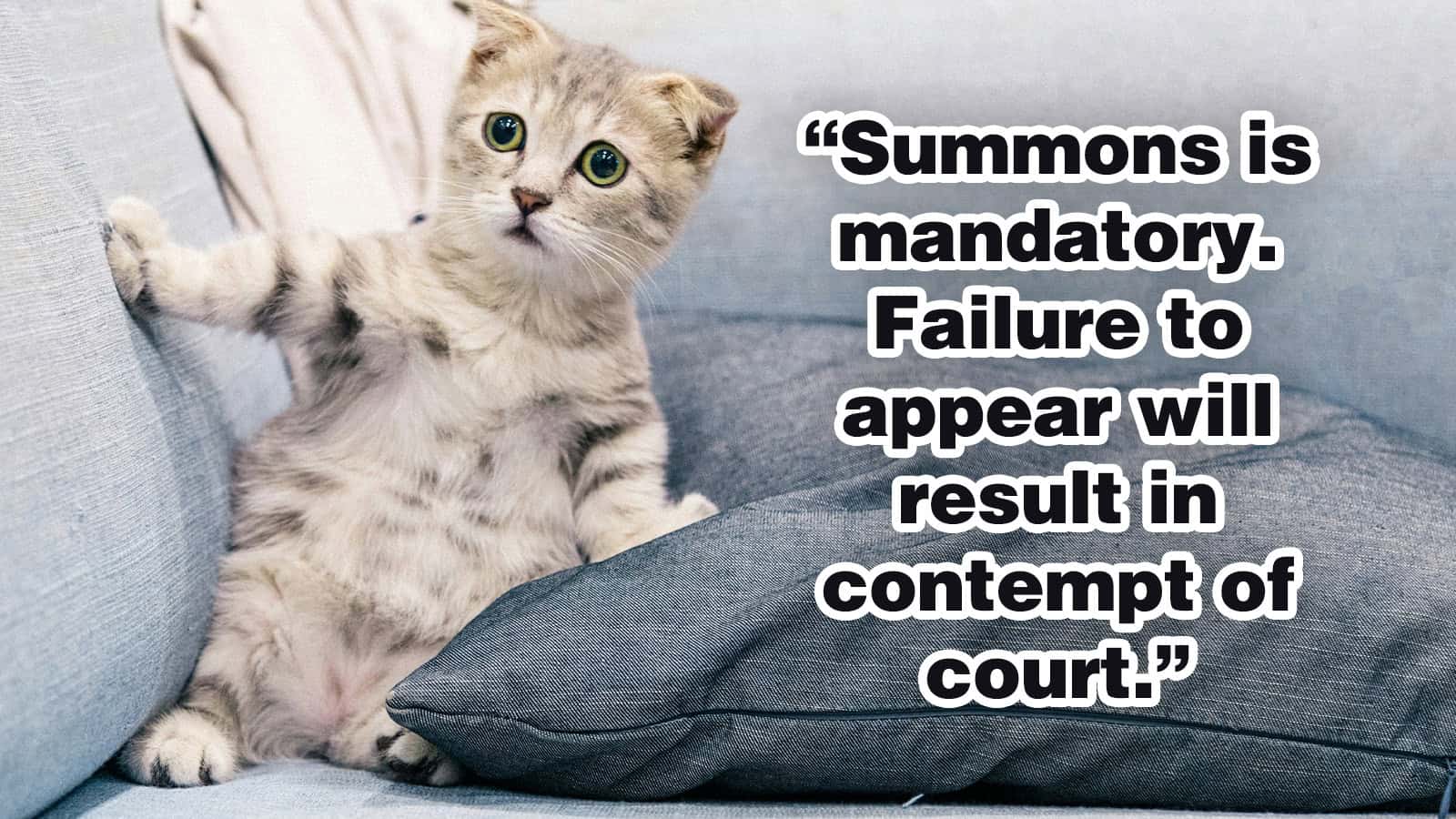 Cute kitten sitting on a couch with a quote about summons and contempt.