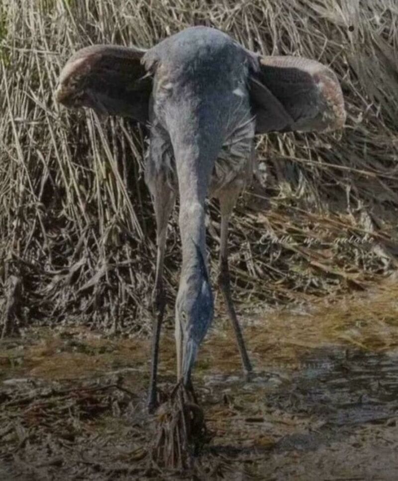 Elephant with a long, narrow trunk standing in water near reeds.