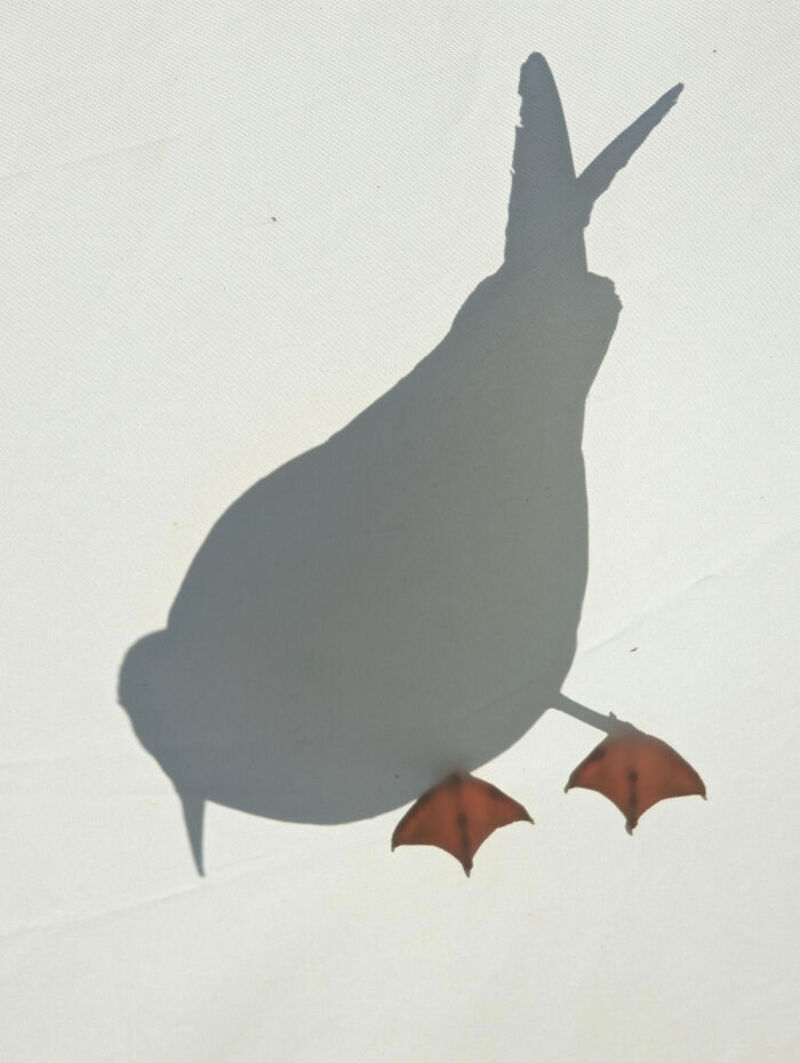 Shadow of a rabbit with two small umbrellas as feet on a white background.