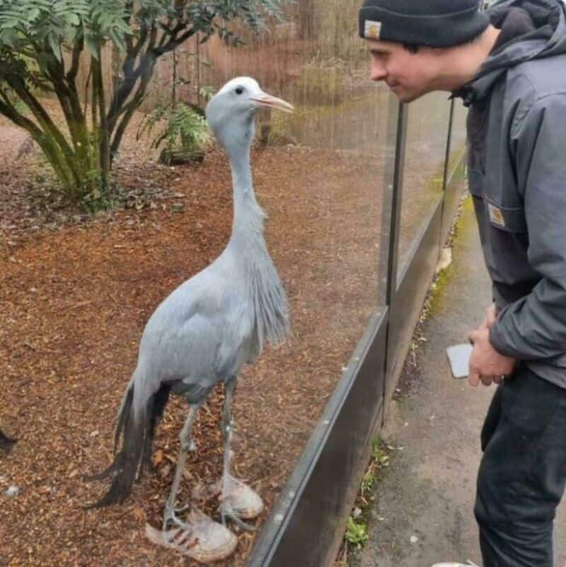 Man looking at a tall, grey bird behind glass at zoo.