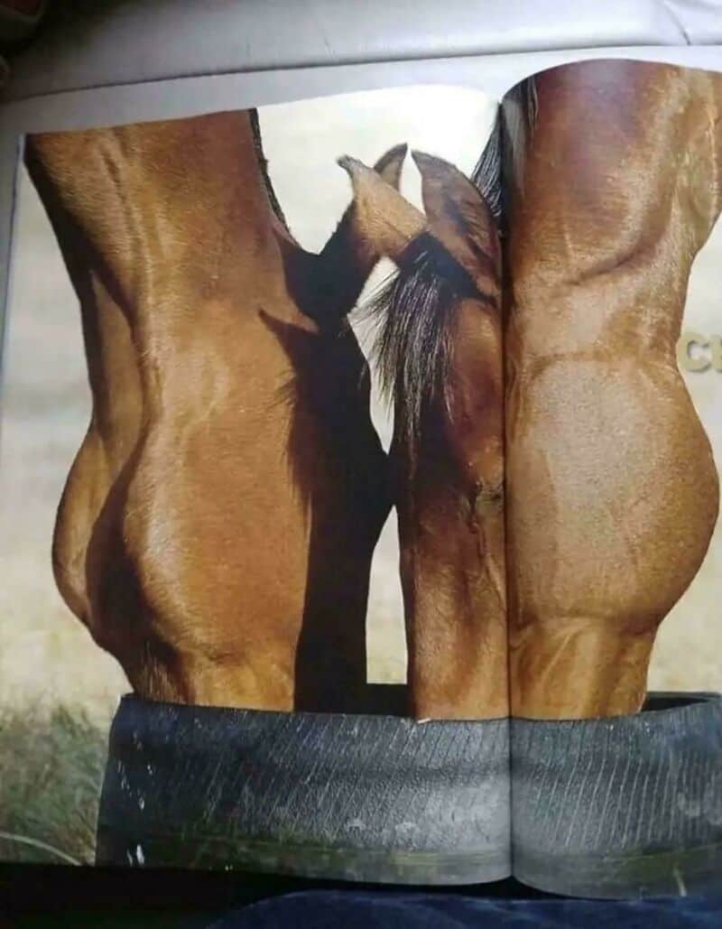 Optical illusion of a person with a horse's head and body.