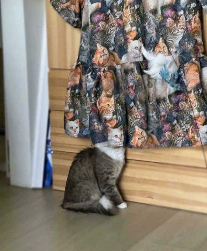 Cat sitting under a curtain with a cat print, with its head hidden behind the curtain.
