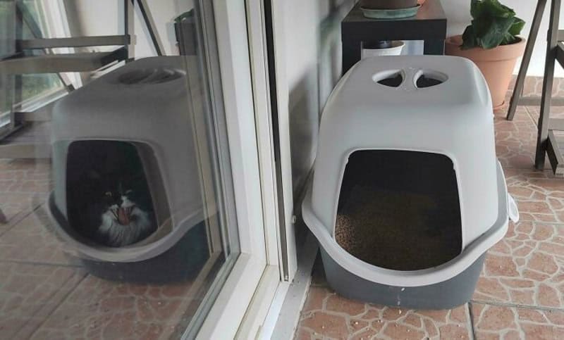 Cat inside a black and white litter box with a glass door reflection.