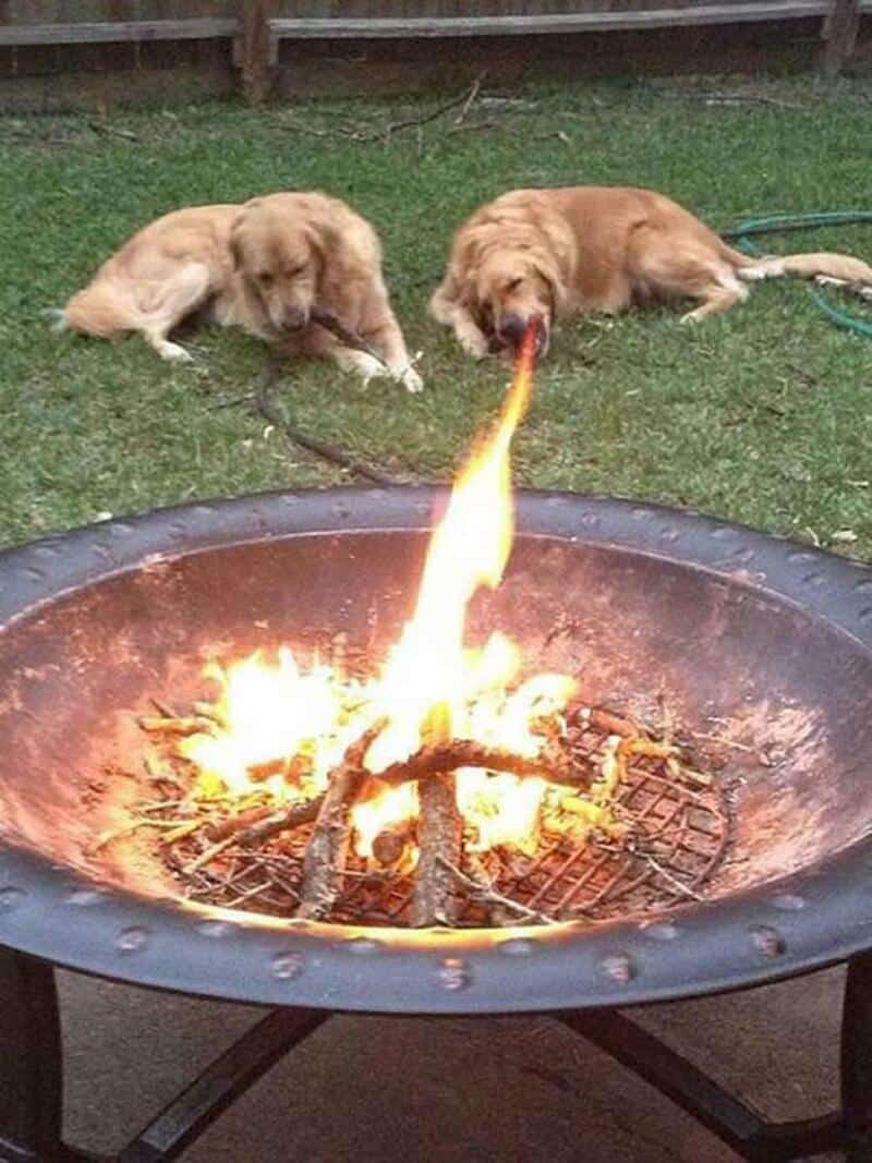 Two dogs appear to be roasting a stick over a fire in a backyard.