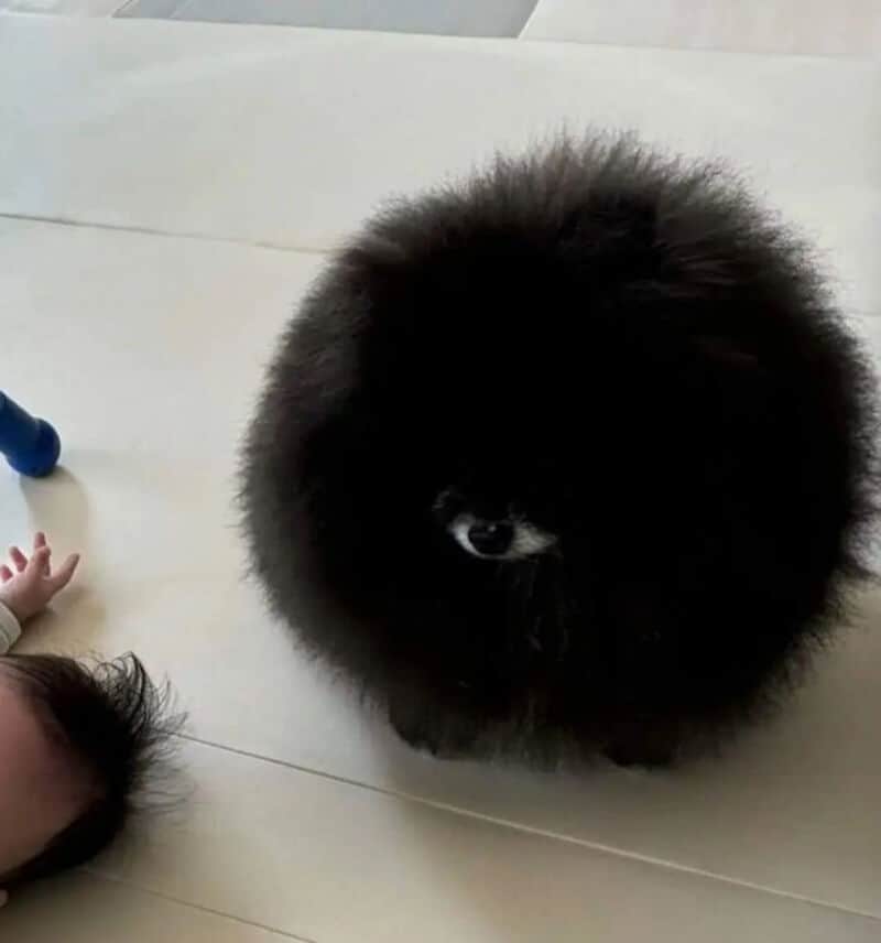 Fluffy black dog sitting on a white floor, with a person's hand and foot visible.