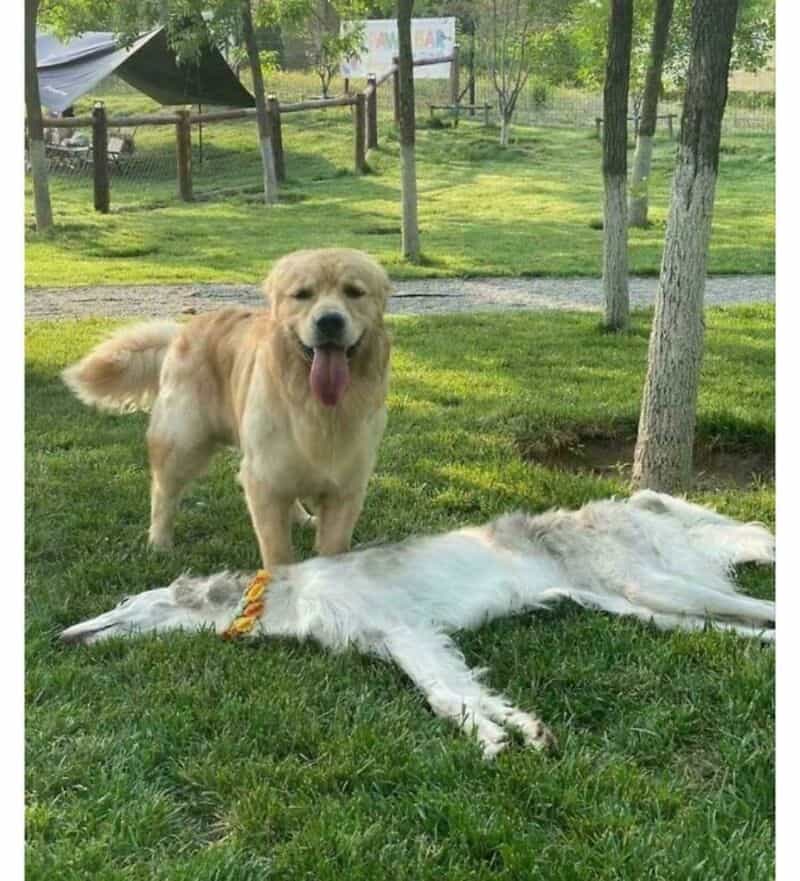Golden retriever with tongue out standing over a lying white dog in a park.