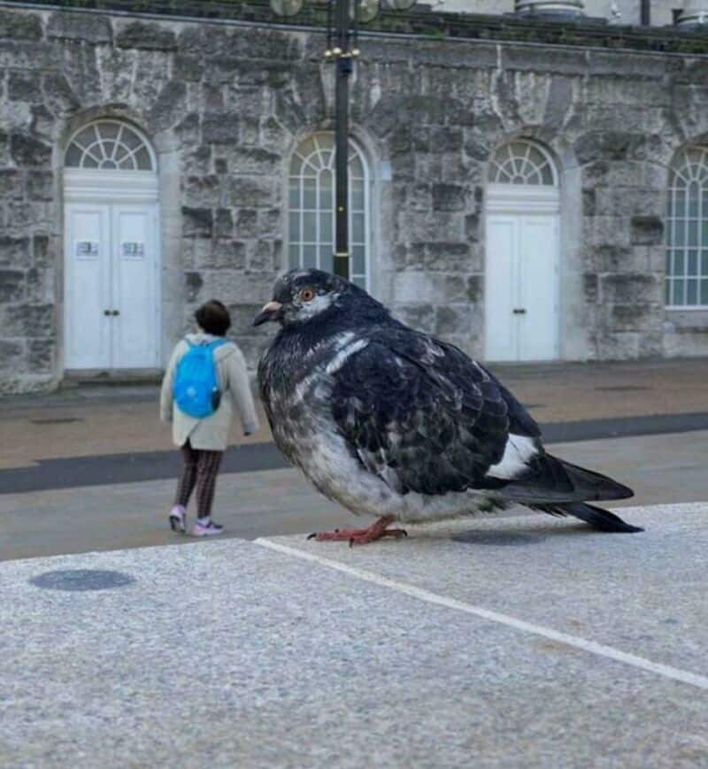 A pigeon appears to be as big as a person in the background due to perspective.