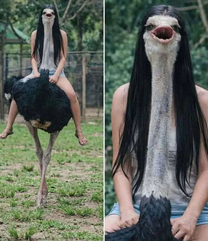Person with a long-necked ostrich mask and long black hair, sitting on an ostrich.