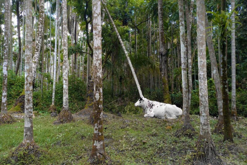 A white cow lying on the ground in a forest with tall, thin trees.