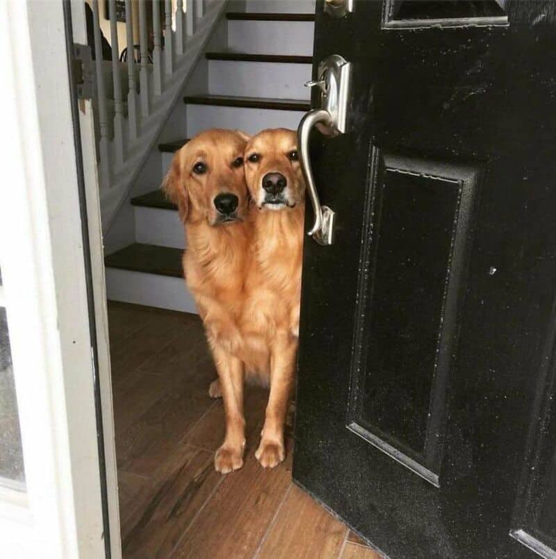 Two dogs peeking out from behind a partially open black door.