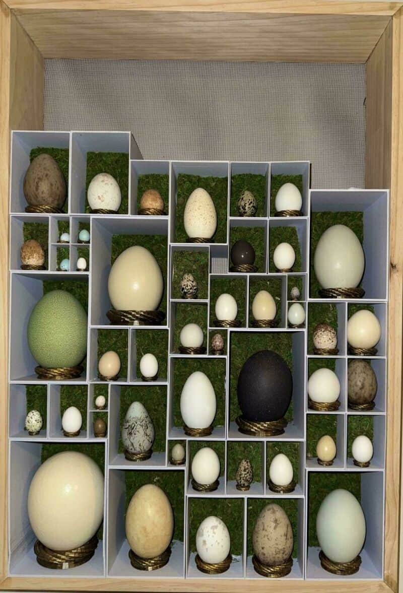 Collection of various eggs and stones in a wooden display case.