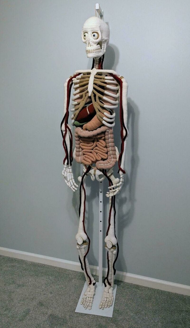 An anatomical skeleton model with some organs and muscles, standing against a plain wall.