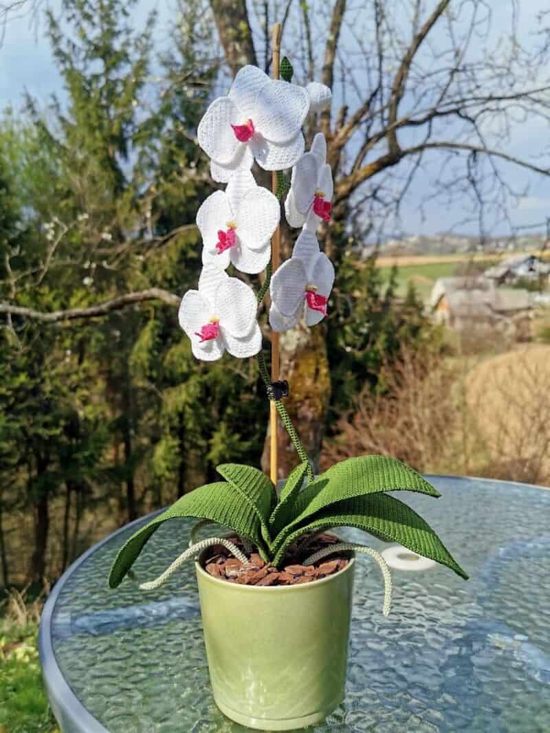 White orchid with pink centers in a green pot on a glass table outside.