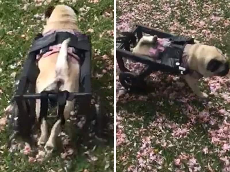 Dog in a custom wheelchair on a grassy area with pink flowers.