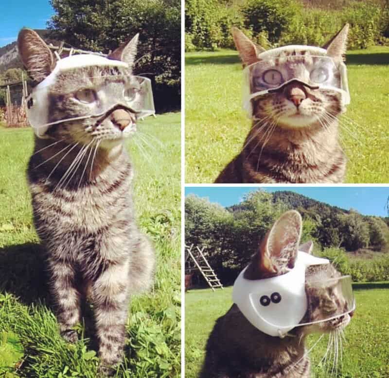 Three cats wearing makeshift glasses made from plastic bottles in a grassy outdoor setting.