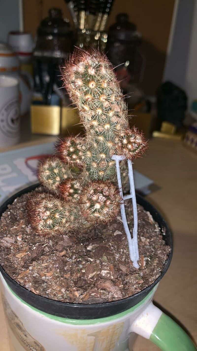 Small potted cactus with a white label, on a table with various objects in background.