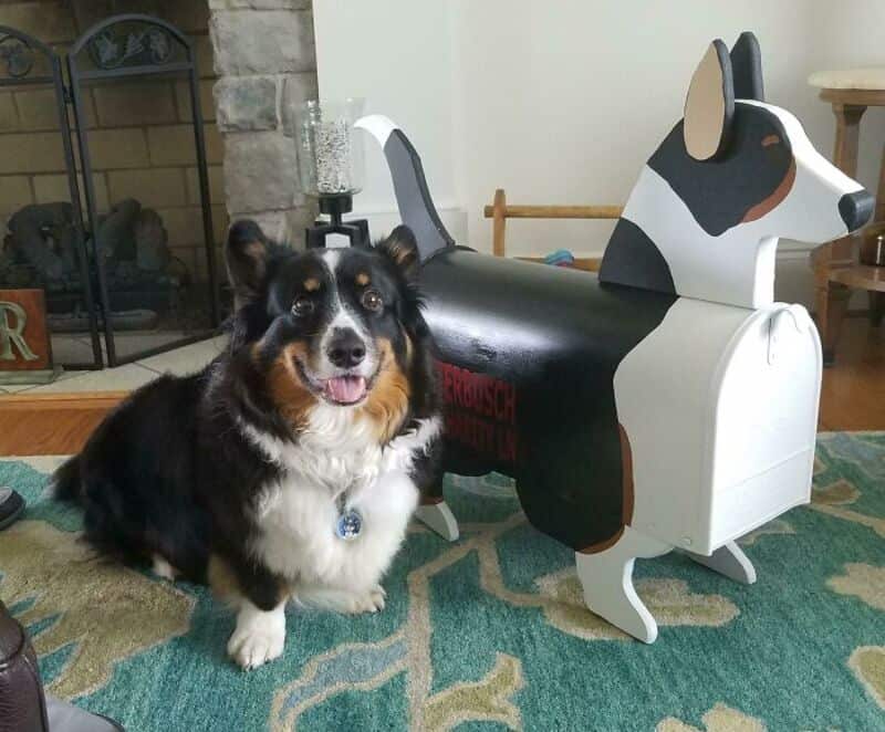 Dog sitting next to a wooden dog-shaped mailbox in a living room.