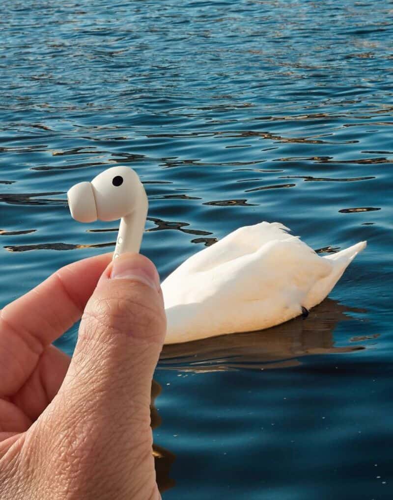 Person holding wireless earbuds with a swan swimming in water in the background.