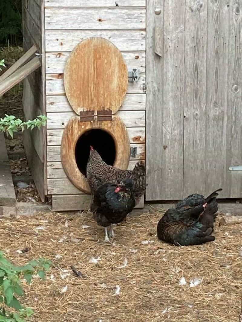 Chicken near a wooden chicken coop with a round door and a small window.