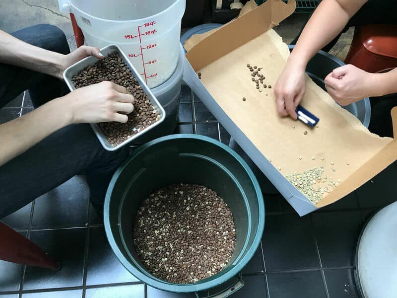 People sorting and measuring coffee beans in a kitchen or coffee shop.