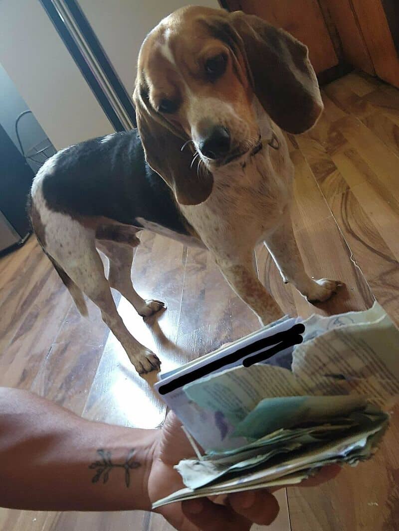 Dog looking at a hand holding a stack of money and documents.