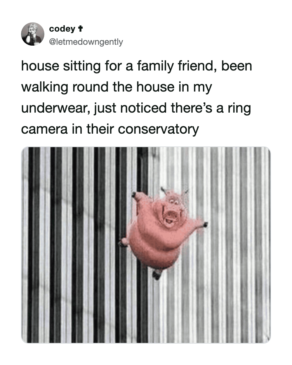 Pig in underwear with a ring camera in the conservatory.