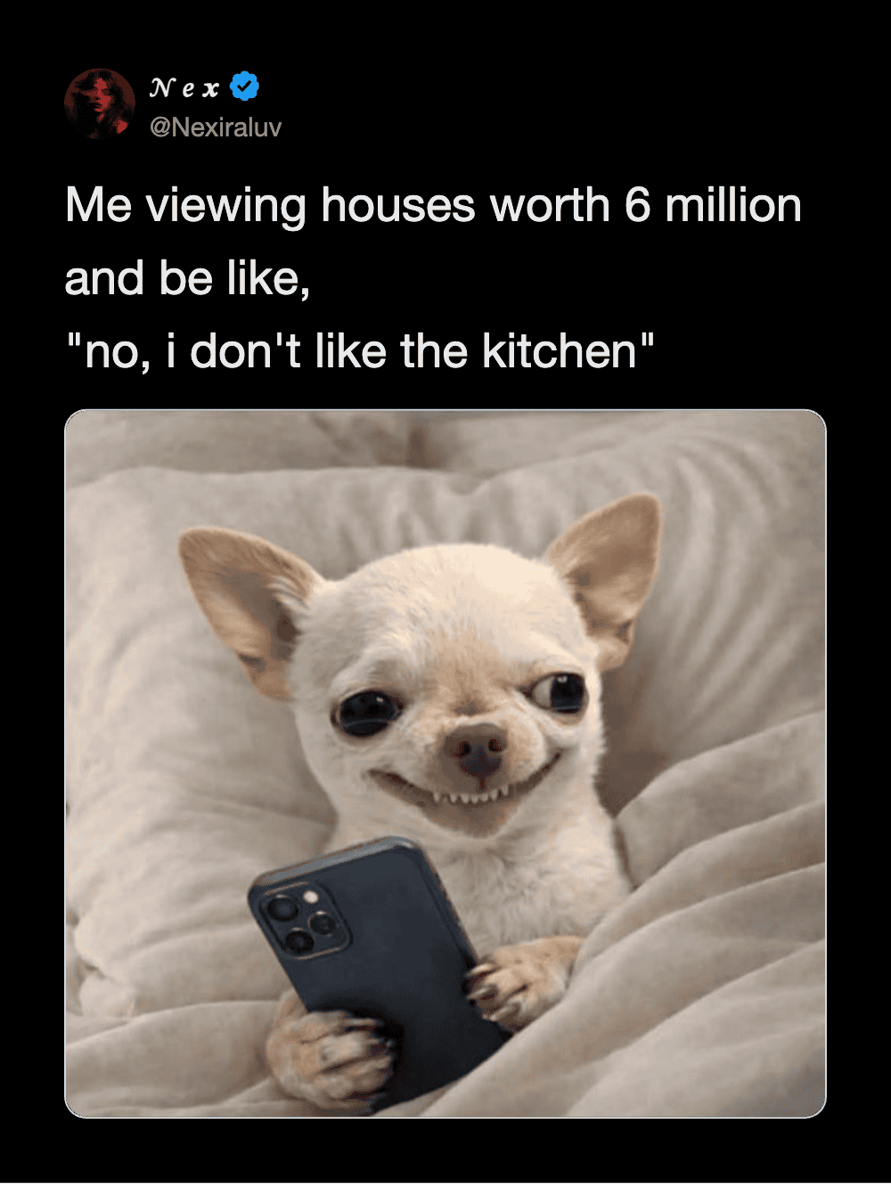 Dog looking at phone with a funny expression, meme about houses and kitchens.
