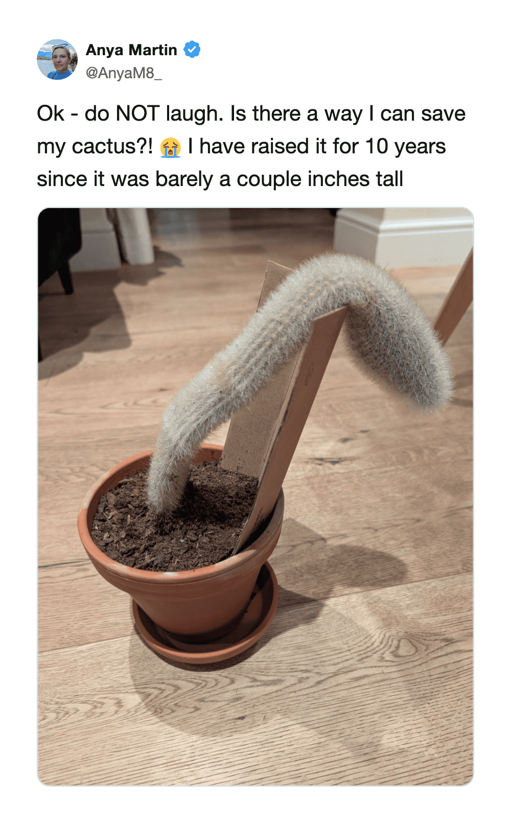 A cactus with a long, curved stem in a pot, resembling a banana, on a wooden floor.