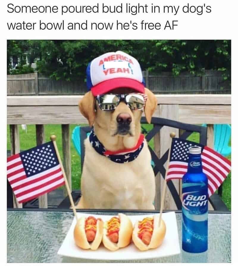 Dog wearing 'America Yeah!' hat and sunglasses with hot dogs and Bud Light on table.