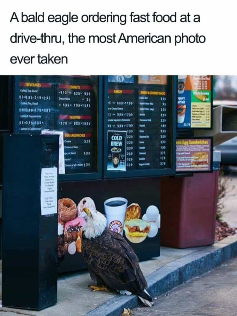 Bald eagle ordering fast food at a drive-thru, with menu boards in the background.