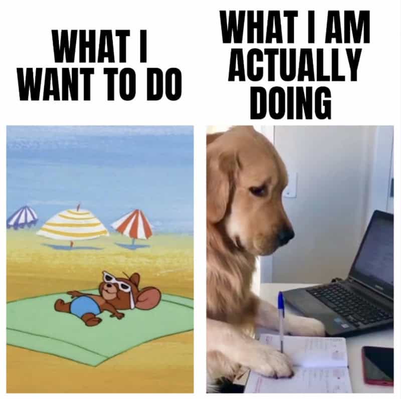 Comparison of what I want to do and what I am actually doing with a dog and a cartoon.